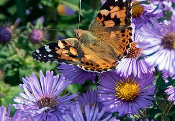 Native Plant Garden – Pollinator Week June 16 – 22